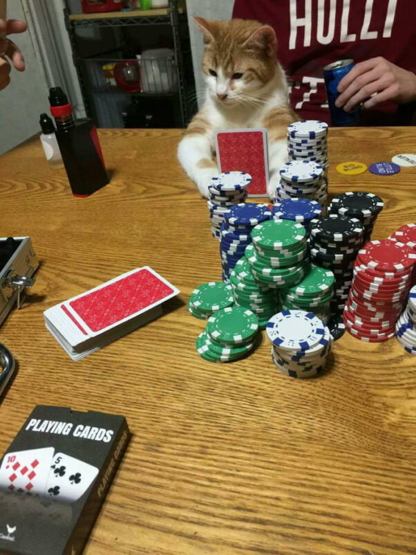 Poker Cat