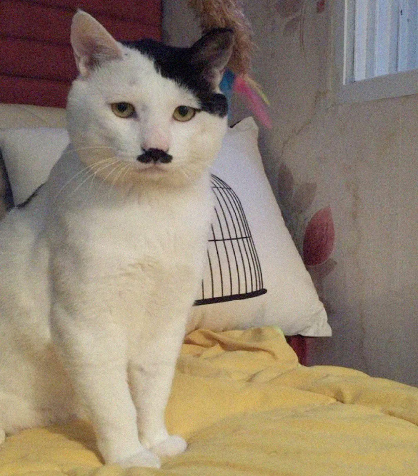 Adolf die Katze