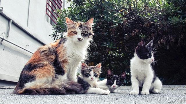 Alle Schattierungen von Schönheit😻 #Kalikokatzen 🐈❣️