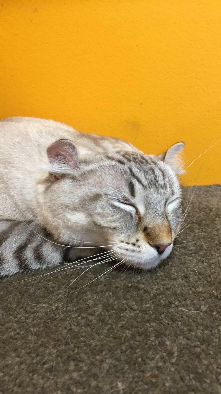 Eine exotische Rassekatze, die ich in einem Katzencafé getroffen habe (er hatte die süßesten Daumen!)