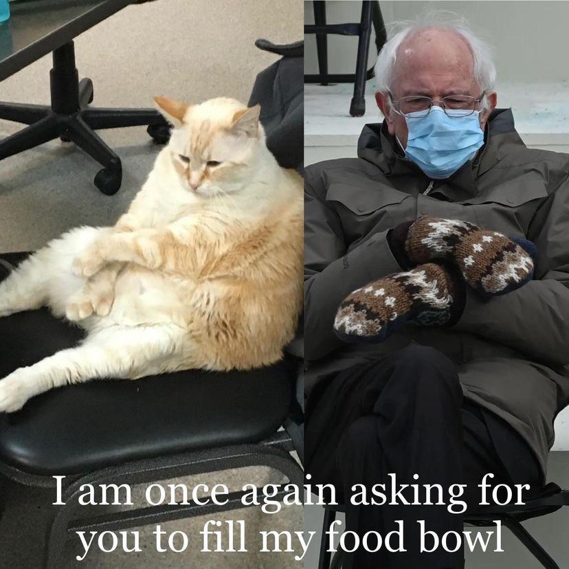 Bernie Meowers