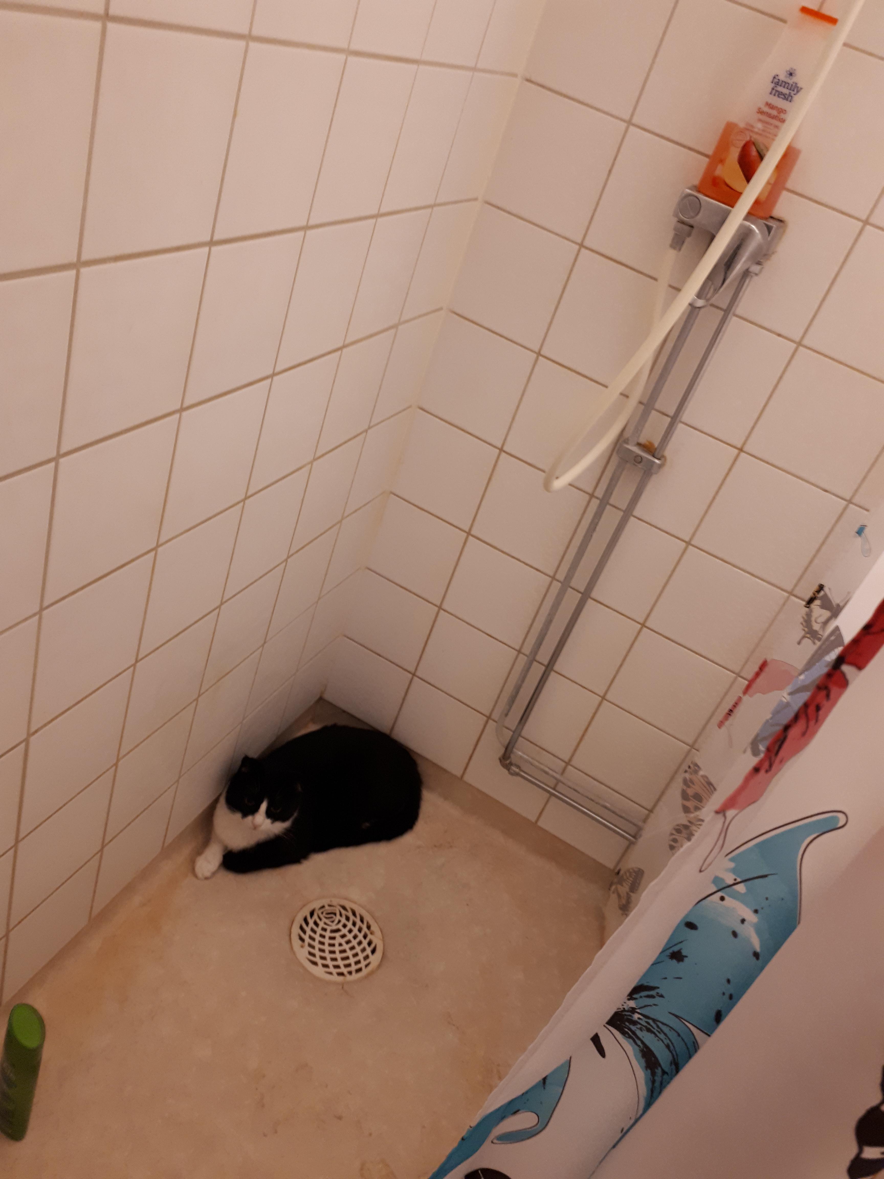 Katze in der Dusche