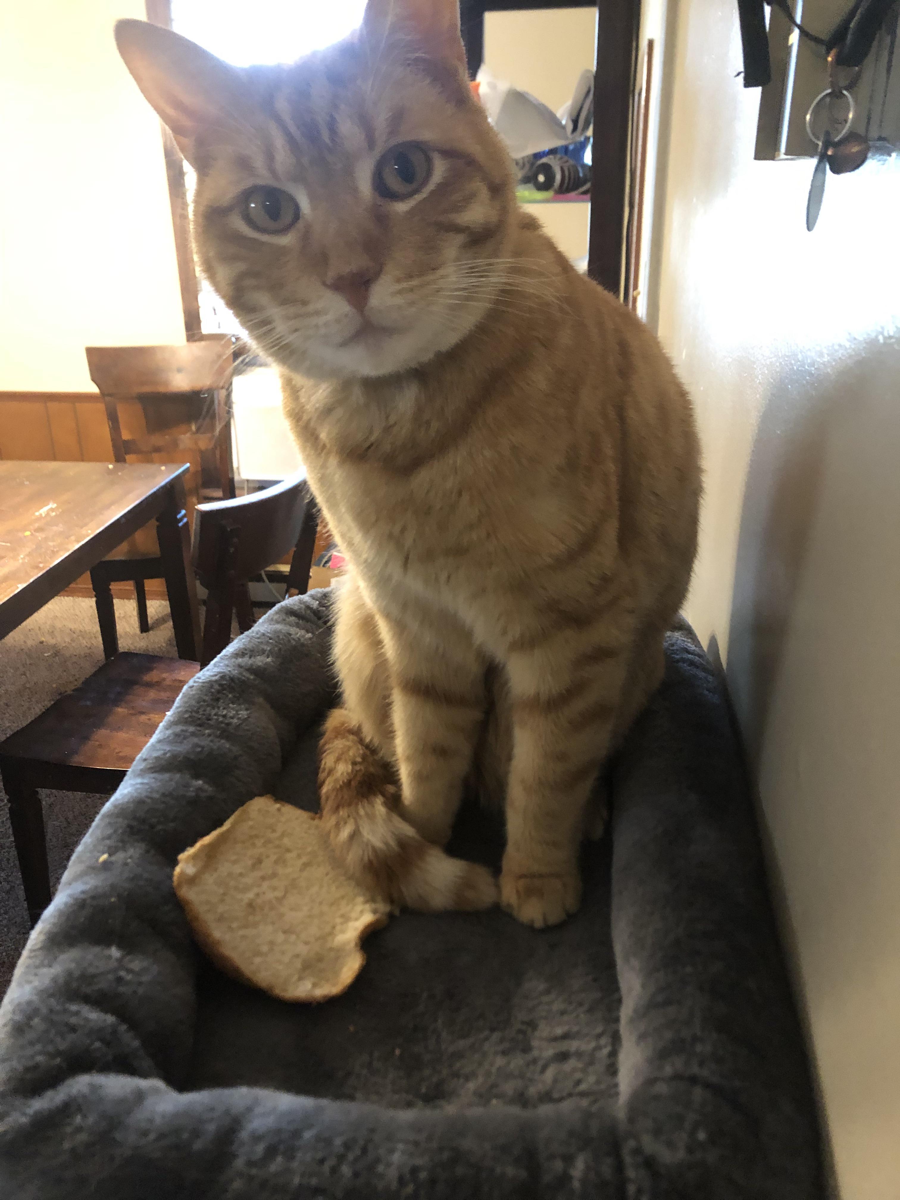 Liebt die Katze von jemand anderem Brot? Oder ist meine Katze komisch lol