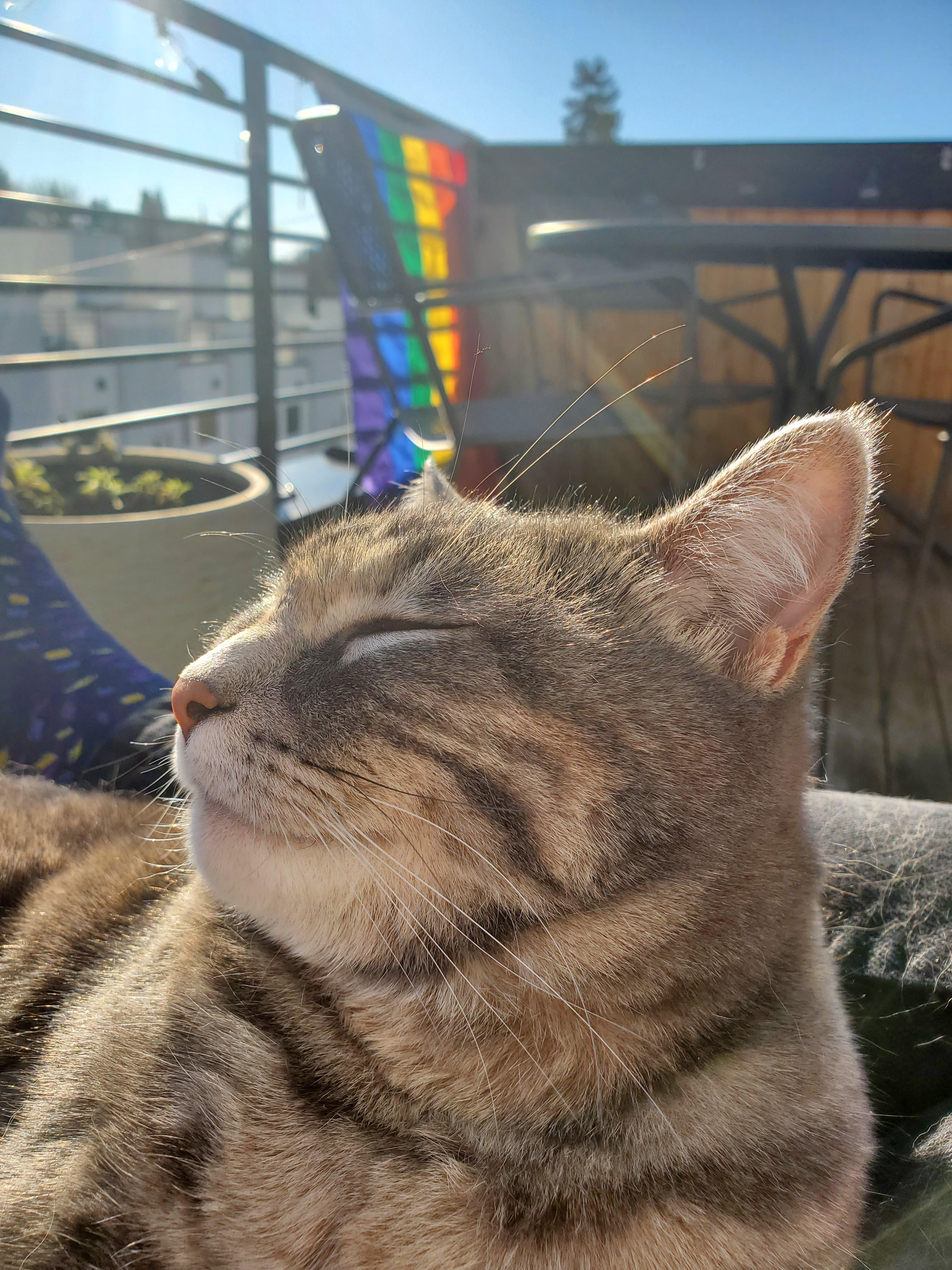 Glückliche Katze in der Februarsonne von Seattle 🏳️‍🌈