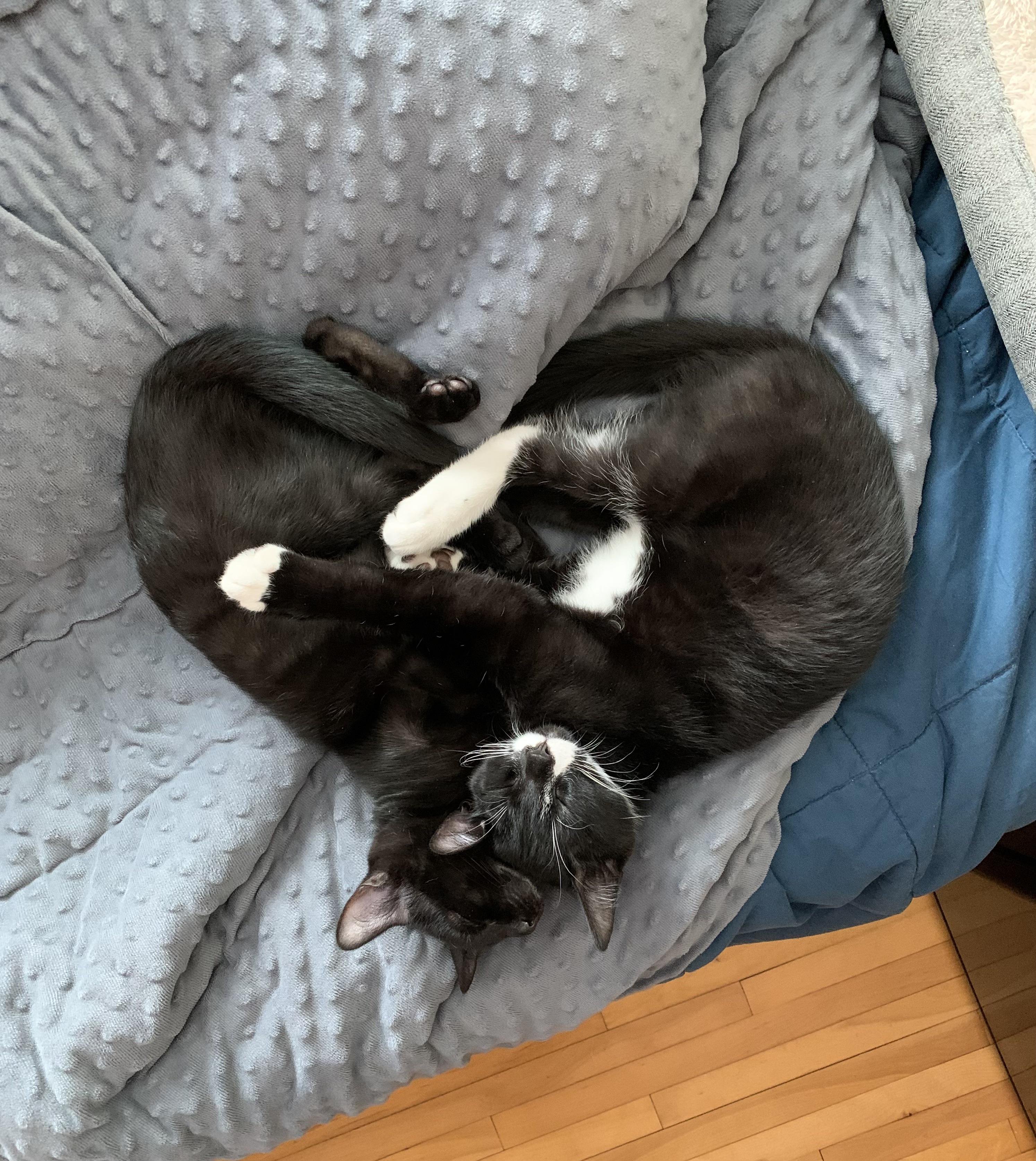 Happy Valentines Day von Tux und Dot (Ihr Bruder Spot hat sich entschieden, heute asozial zu sein).