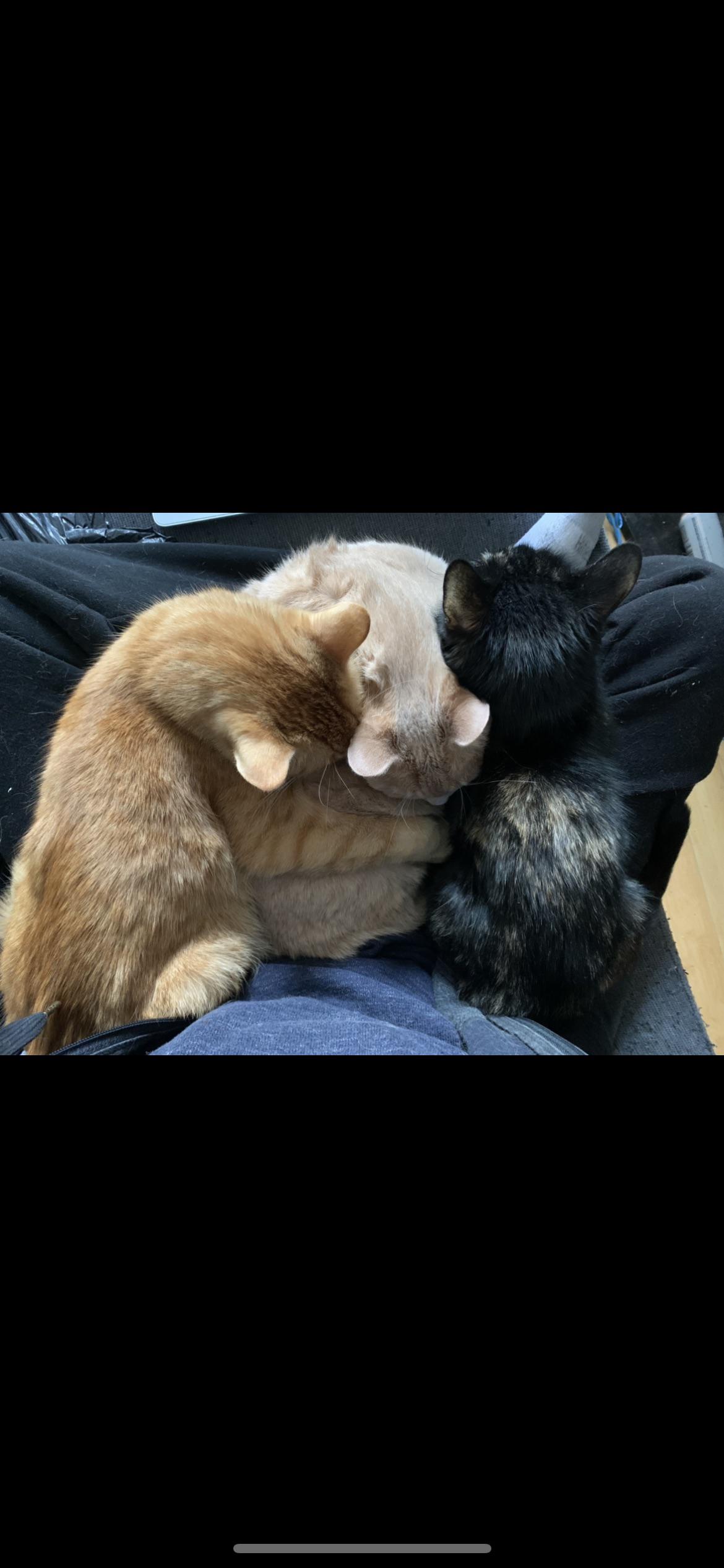 Wie meine drei Katzen kuscheln, wenn es kalt ist 🥺