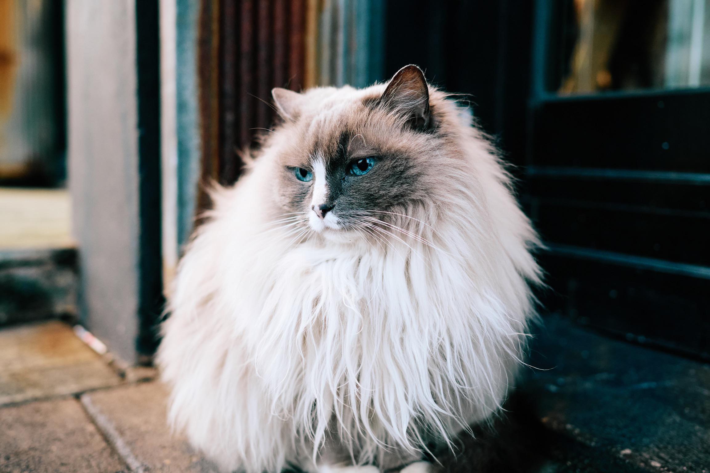 Ich traf Ophelia an meinem ersten Tag in Island. Sie wartet jeden Morgen an einem Geschäft in der Innenstadt von Reykjavik, um den Tag dort zu verbringen und am Fenster zu schlafen. Schönes Mädchen.