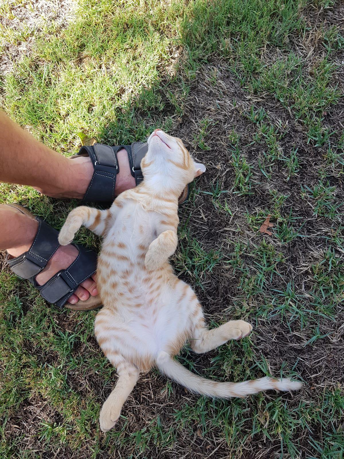 Ich glaube, ich habe einen neuen Seelenverwandten gefunden (streunende Katze in Ägypten).