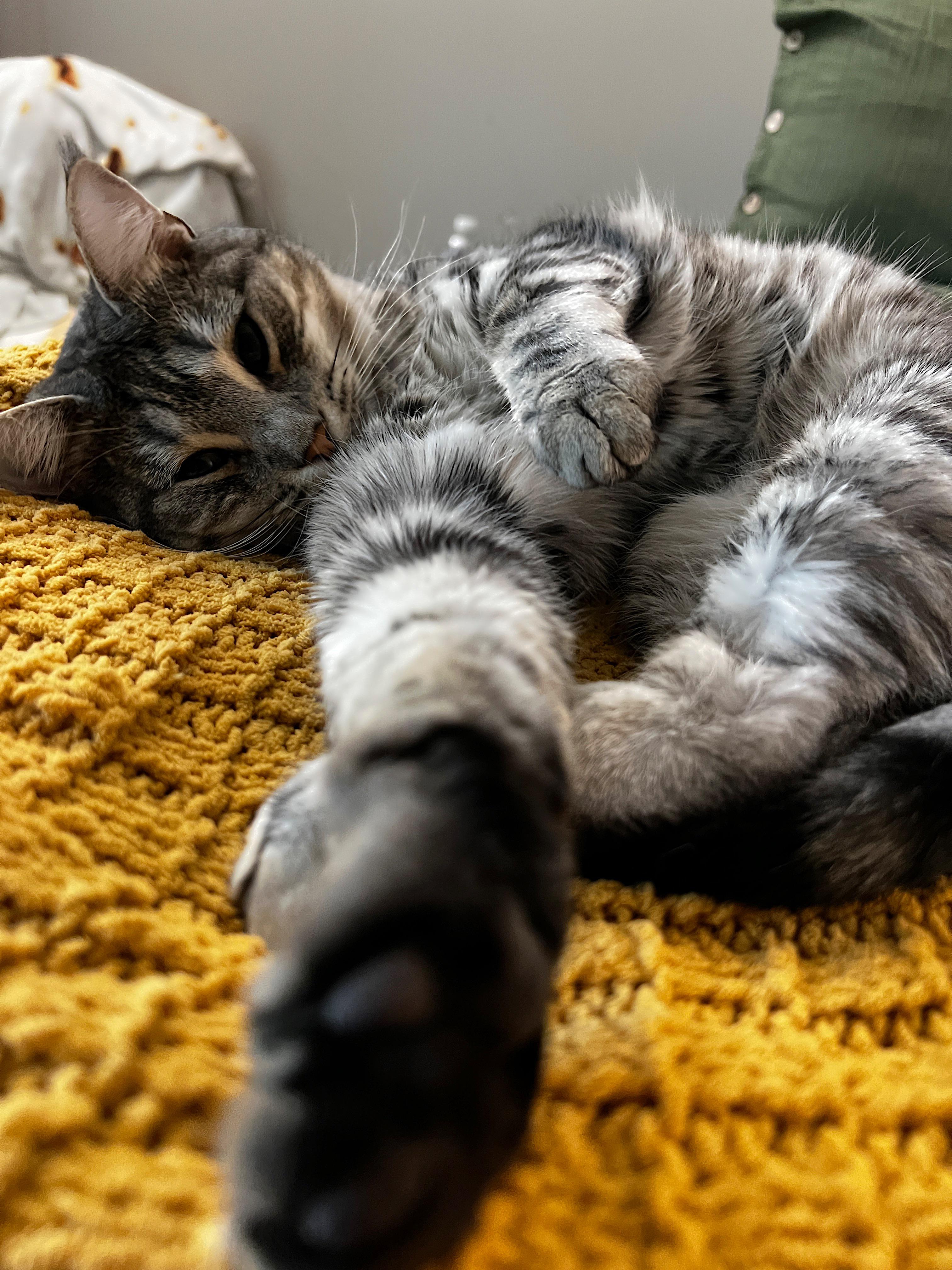 Wenn Katzen Selfies machen könnten.