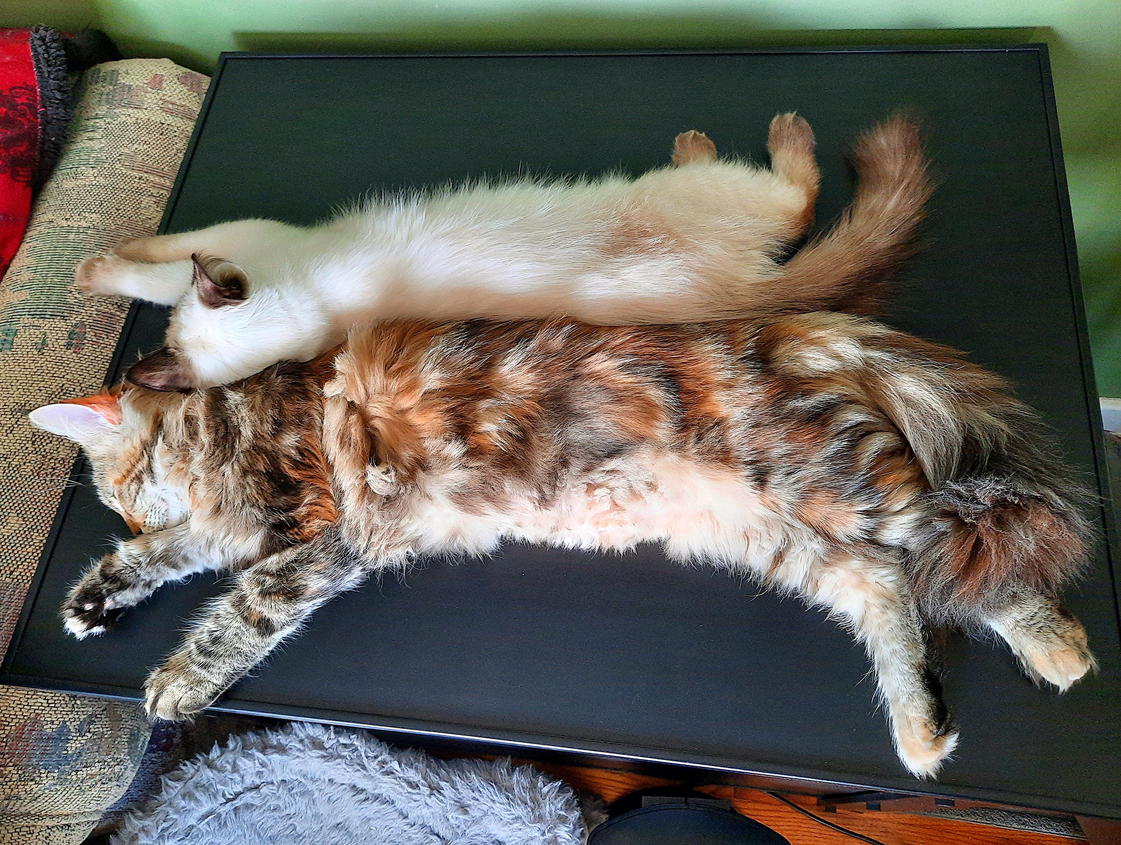 Meine 4,5 Monate alte Ragdoll VS meine 5 Monate alte Maine Coon. Sollen Ragdolls nicht auch groß sein? Trotzdem edel.