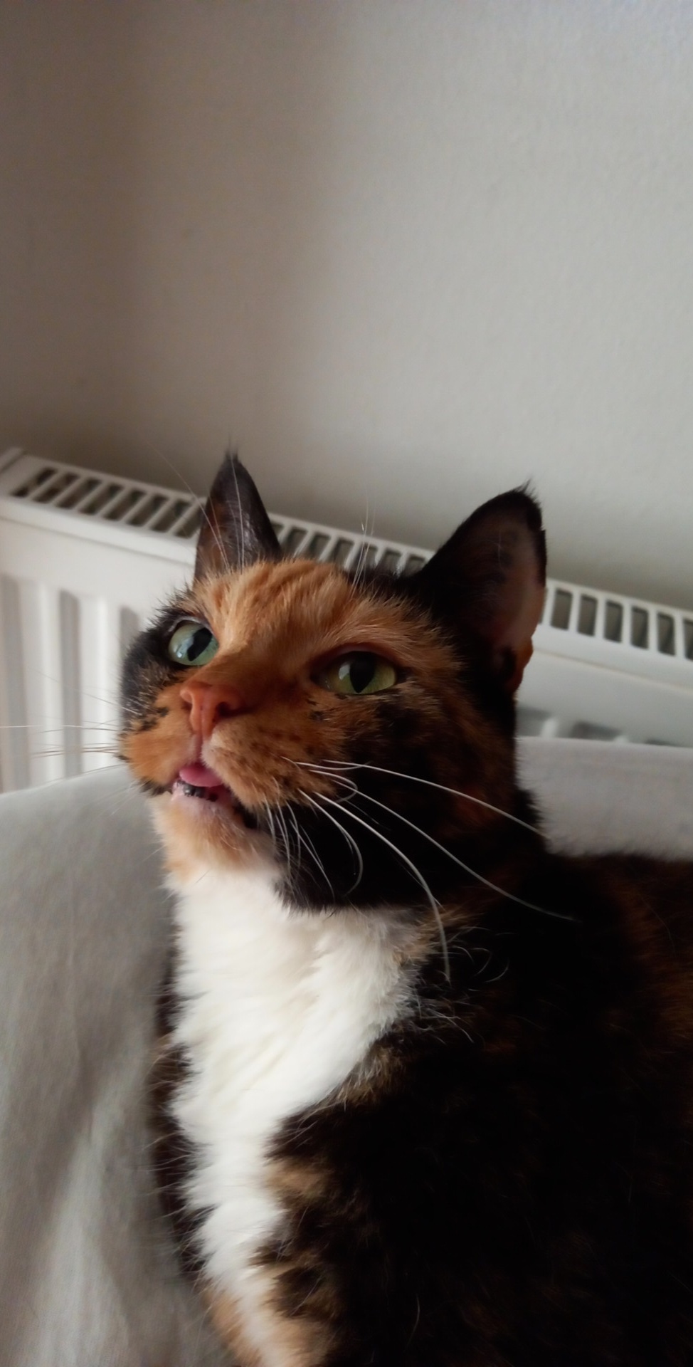 Die Katze meines Freundes macht einen Blep