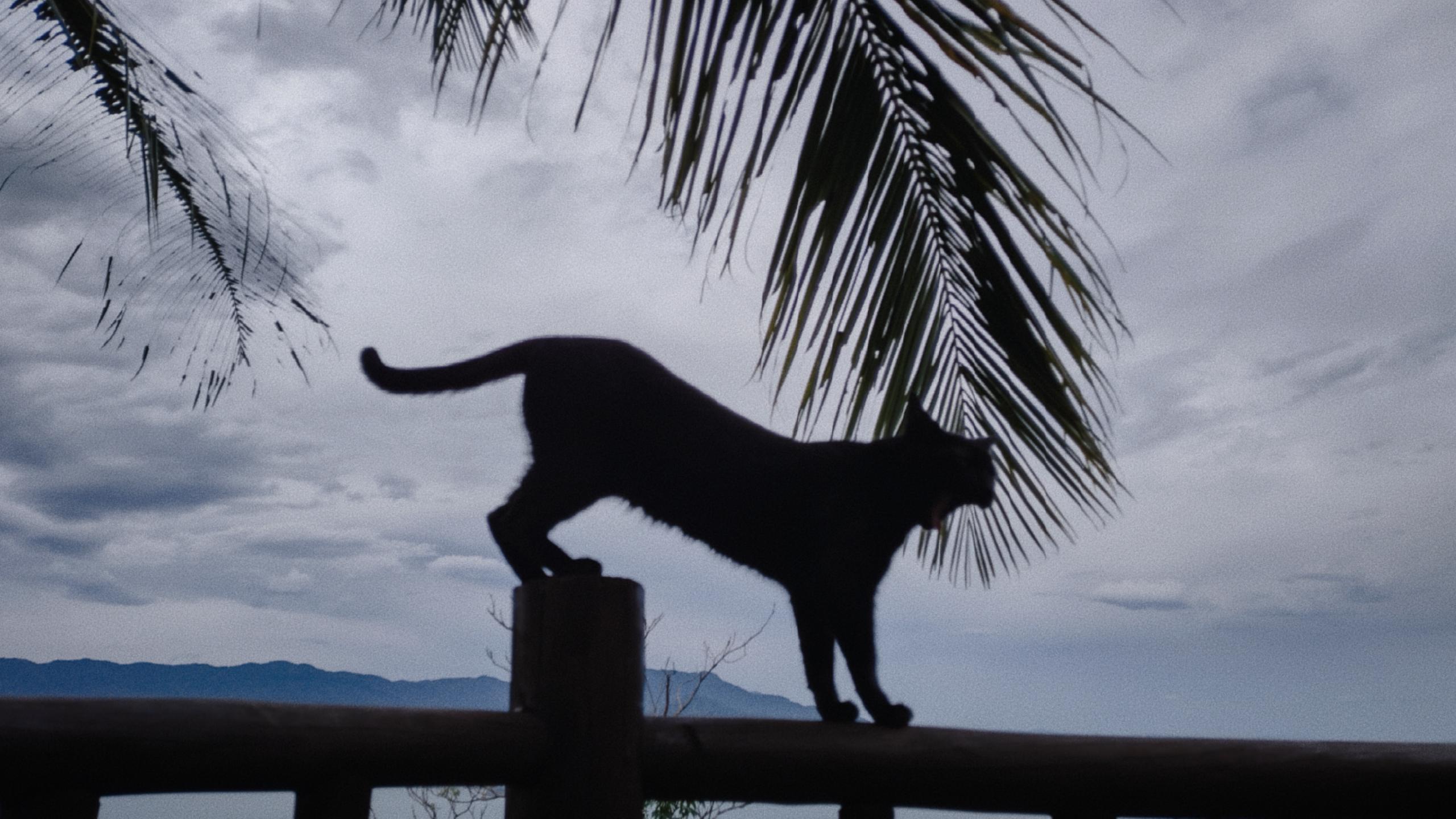 Meine Katze an einem grauen Tag…