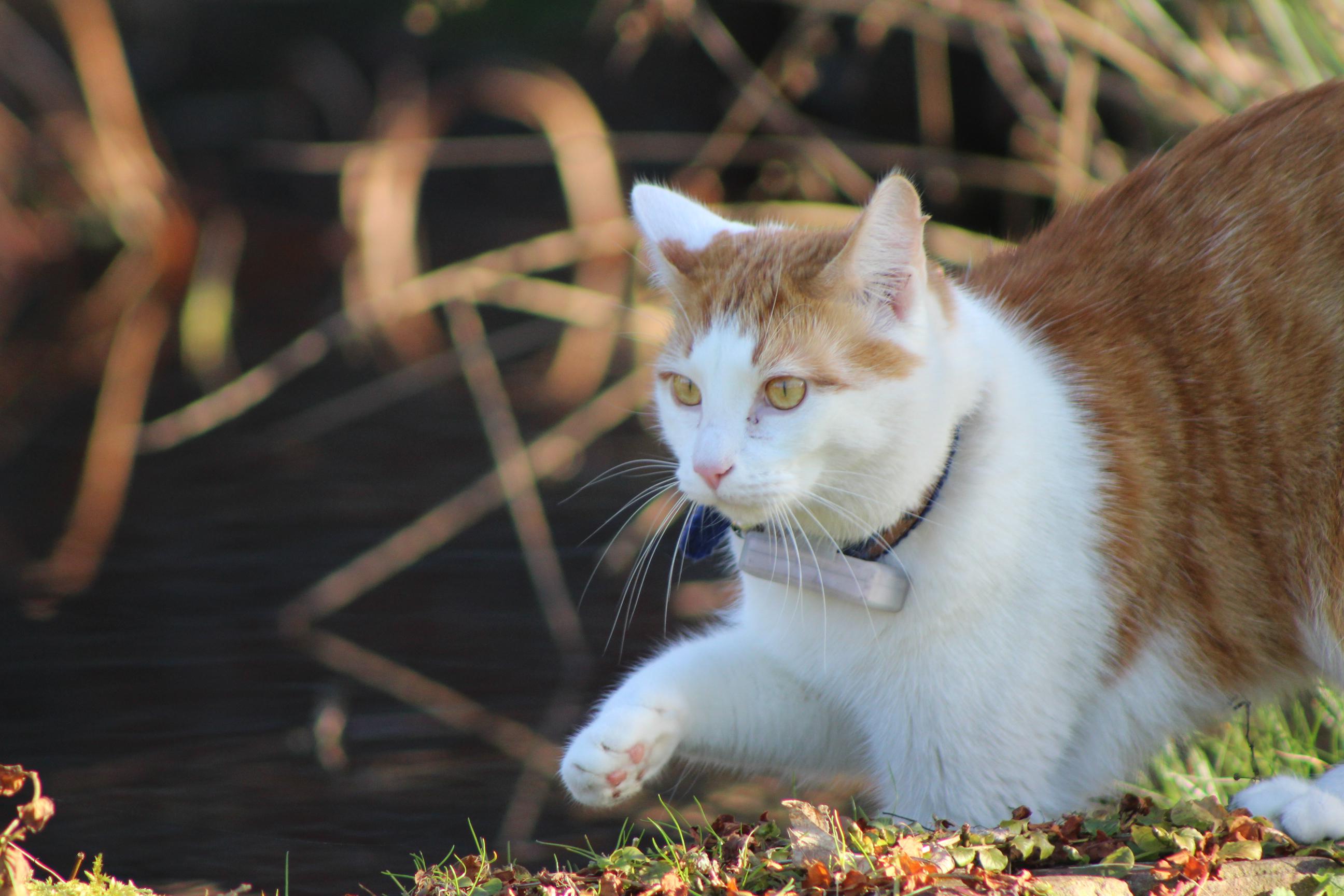 Meine Katze macht einen großen Schritt neben unserem Teich