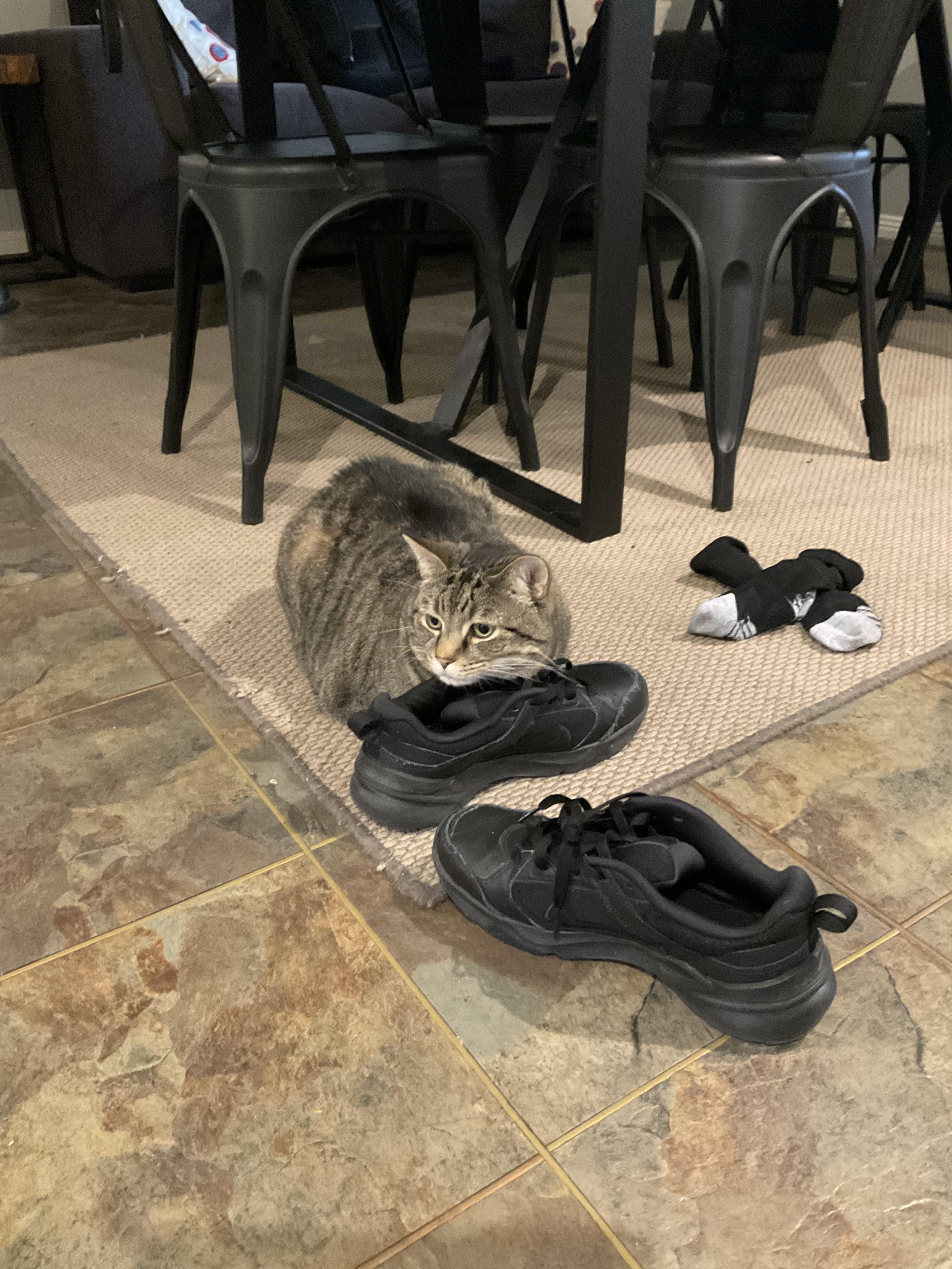 Die Katze meiner Mutter, Alfie, schläft in meinem Schuh