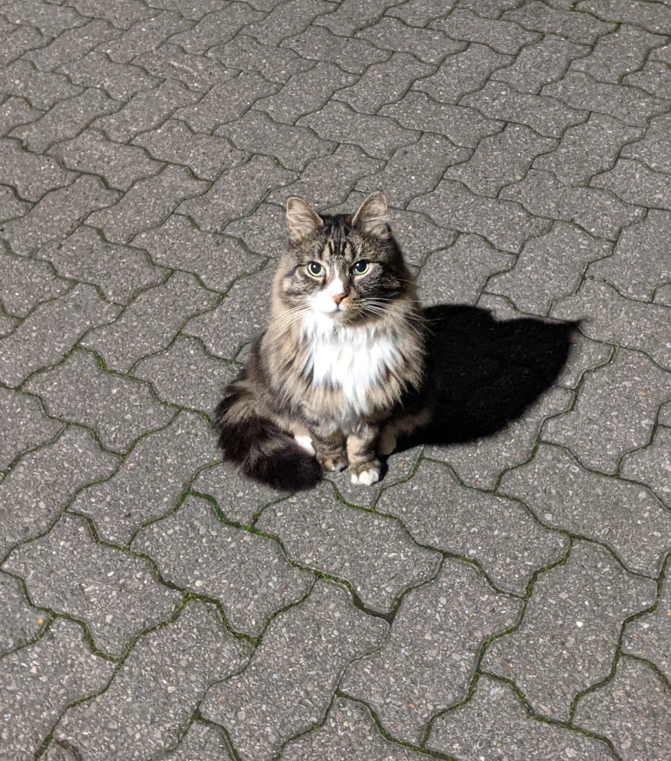 Die Katze meines Nachbarn beurteilt schweigend meine Ankunft um 3 Uhr morgens zu Hause am Samstagabend