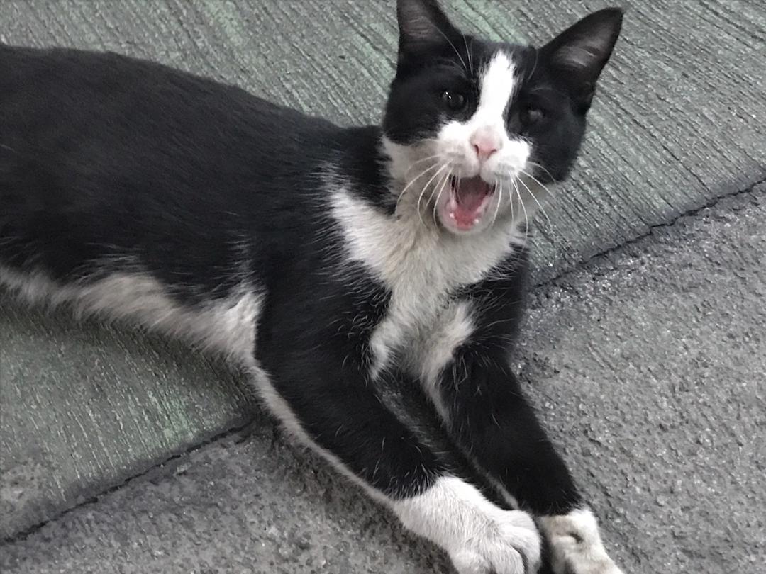 Unsere Katze auf dem Parkplatz scheint geschockt zu sein, mich zu sehen!