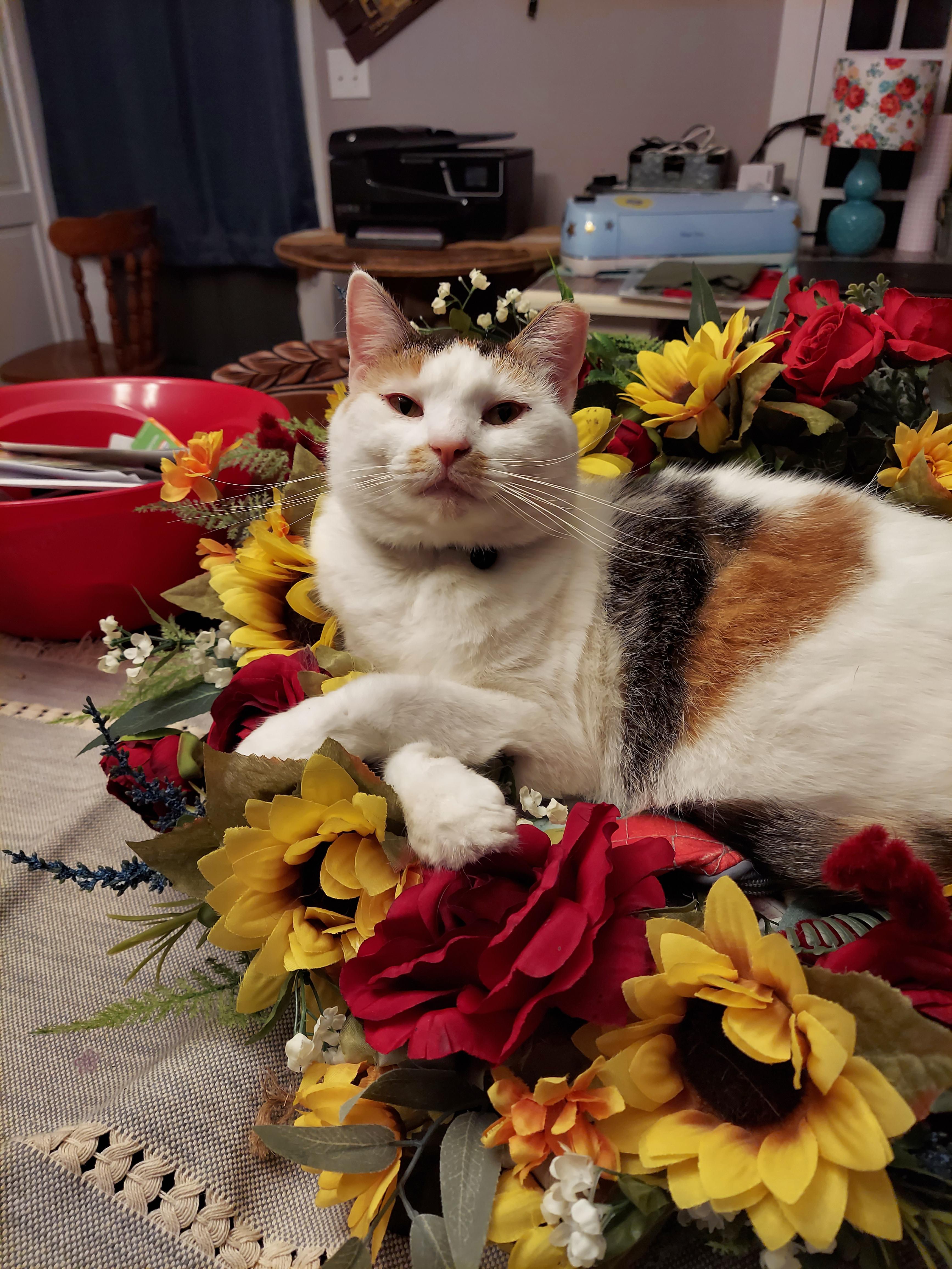 Unser Flauschknäuel Lilly benutzt Mamas teuren Kranz als Bett