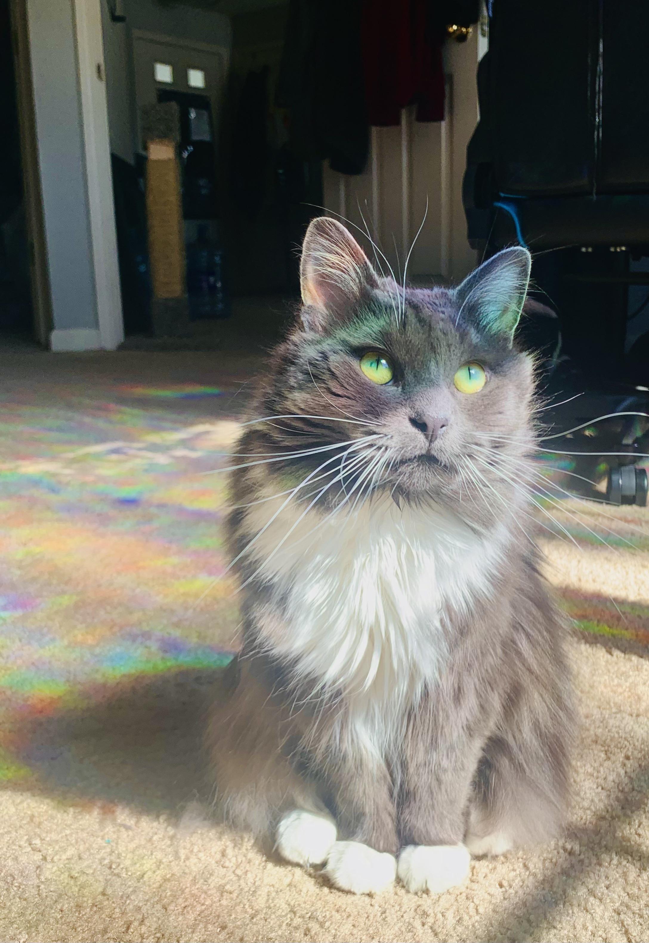 Regenbogenkatze 🌈