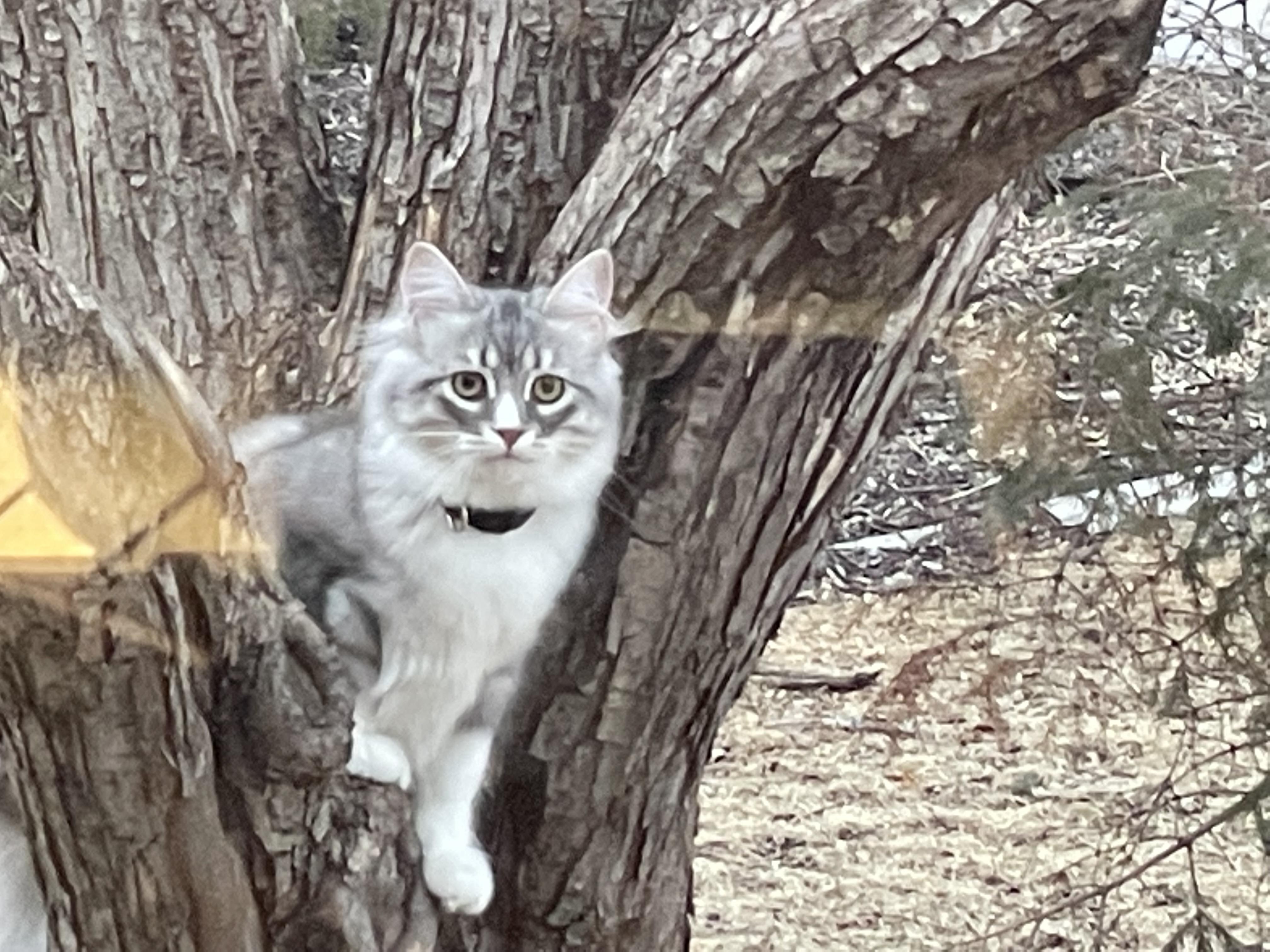 Sibirische Waldkatze in einem Baum (mein Mosin)