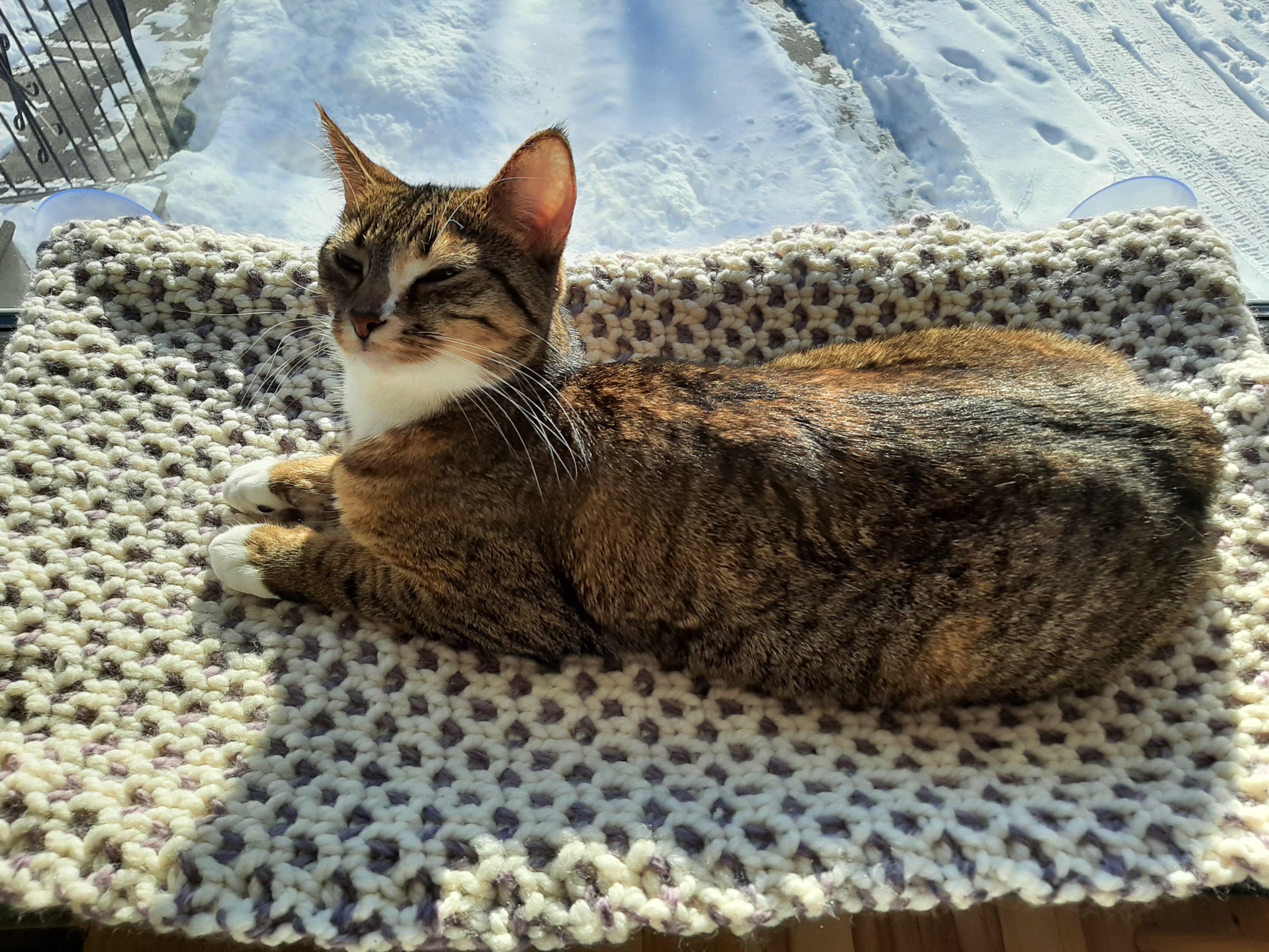 Süße kleine Miezekatze liebt ihr Fensterbett