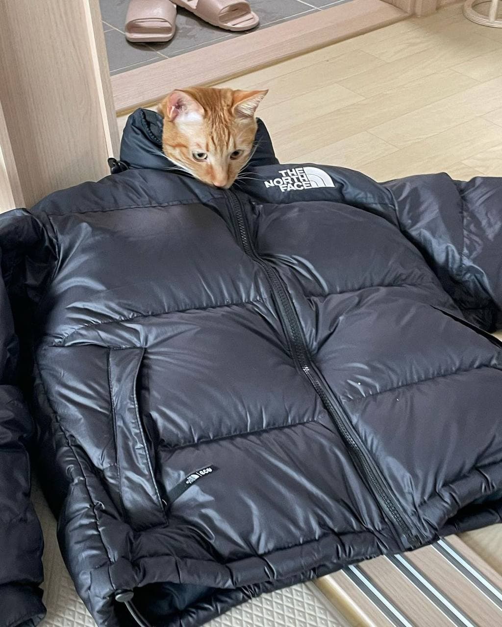 Die Katze hat sich eine neue Jacke gekauft