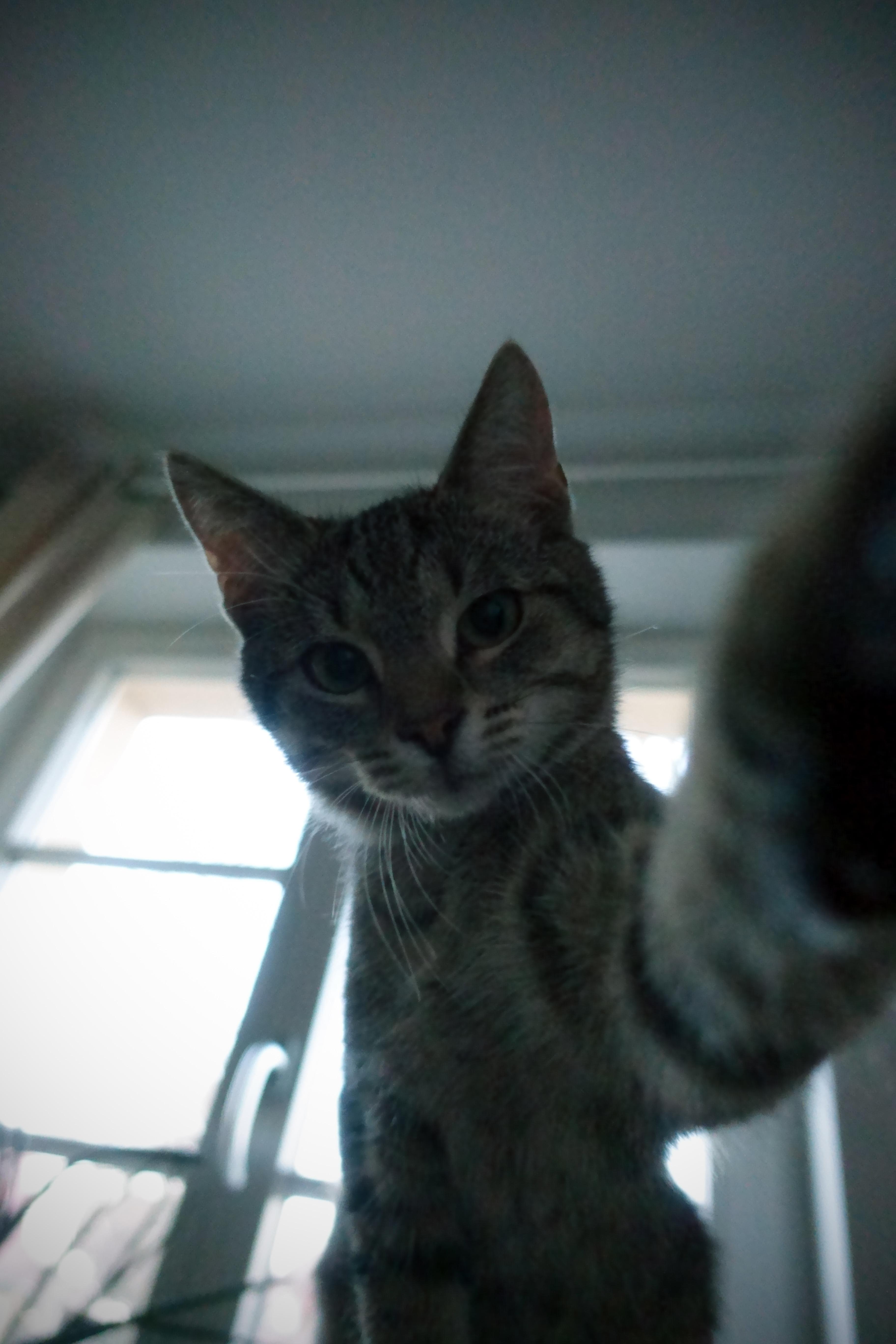 Das süßeste Selfie unserer Rettungskatze „Filou“. Er wurde in einem Gartengrundstück geboren. Deshalb hat er immer noch Hunger, auch wenn er gerade viel zu essen hatte.