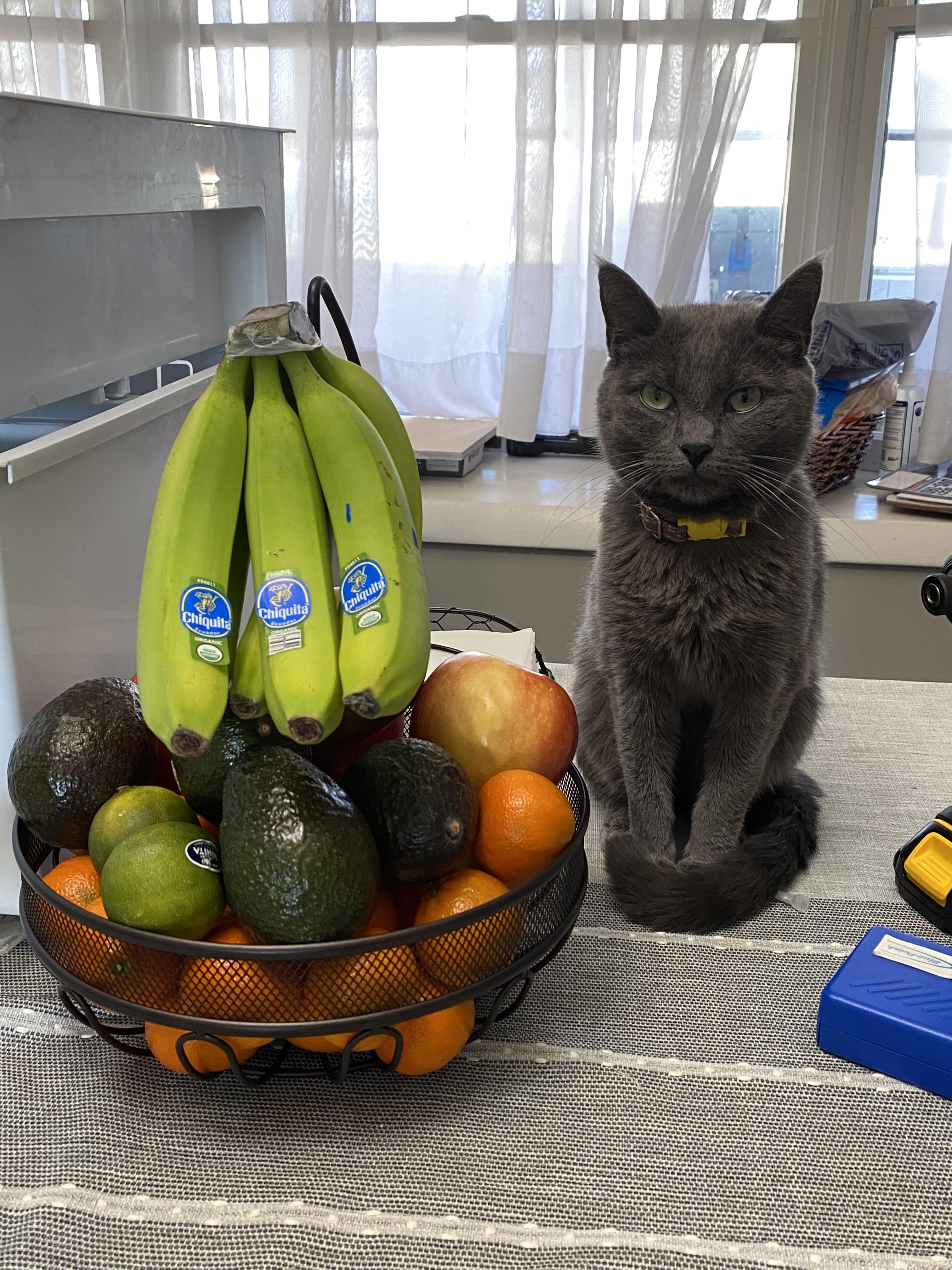 Der Obstkorb unterstreicht wirklich, wie winzig mein Cinder ist!