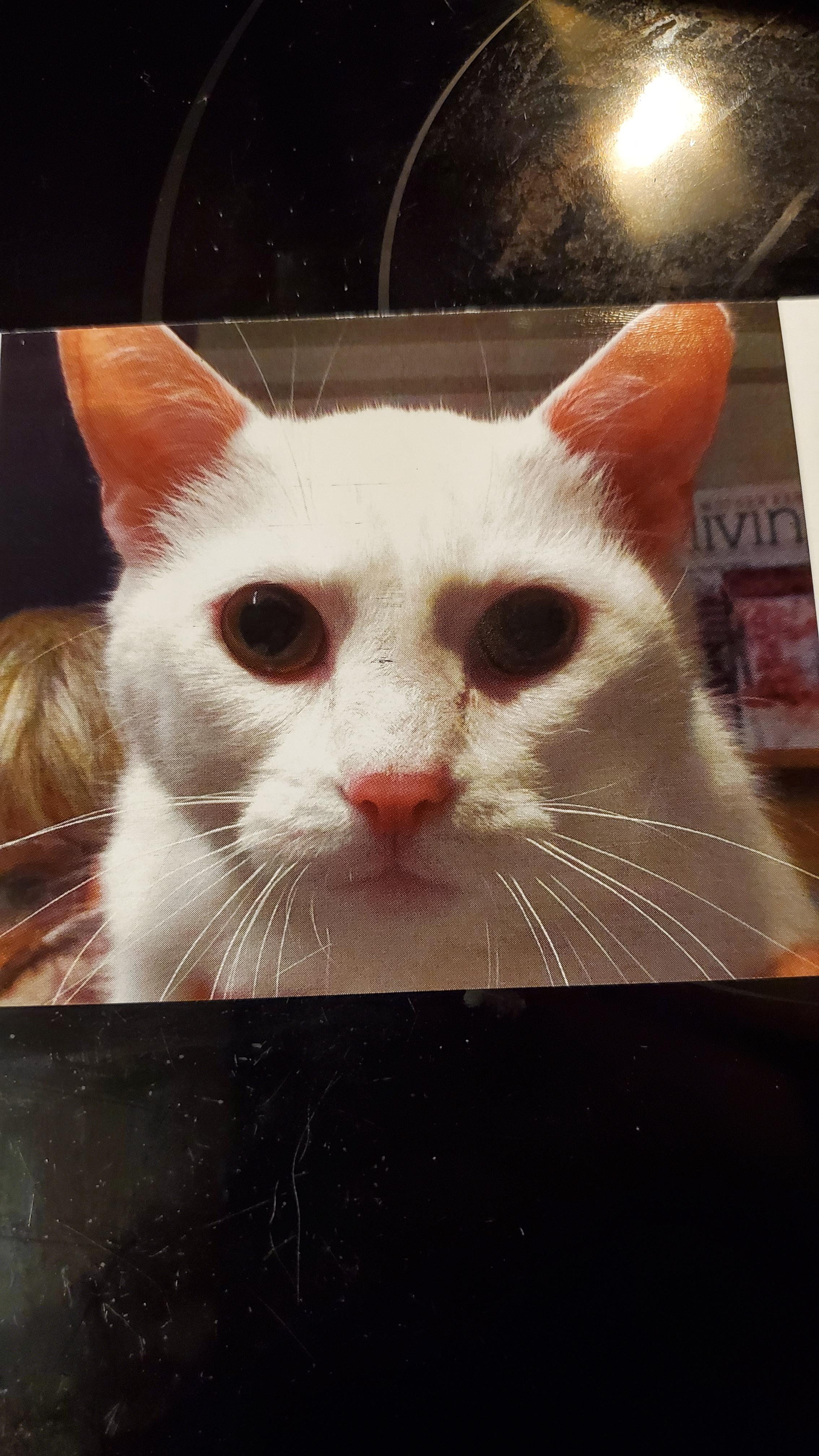 Die Postkarte, die der Tierarzt verschickt, wenn meine Katze zur Tollwutimpfung fällig ist, sieht aus wie ein Fahndungsfoto.