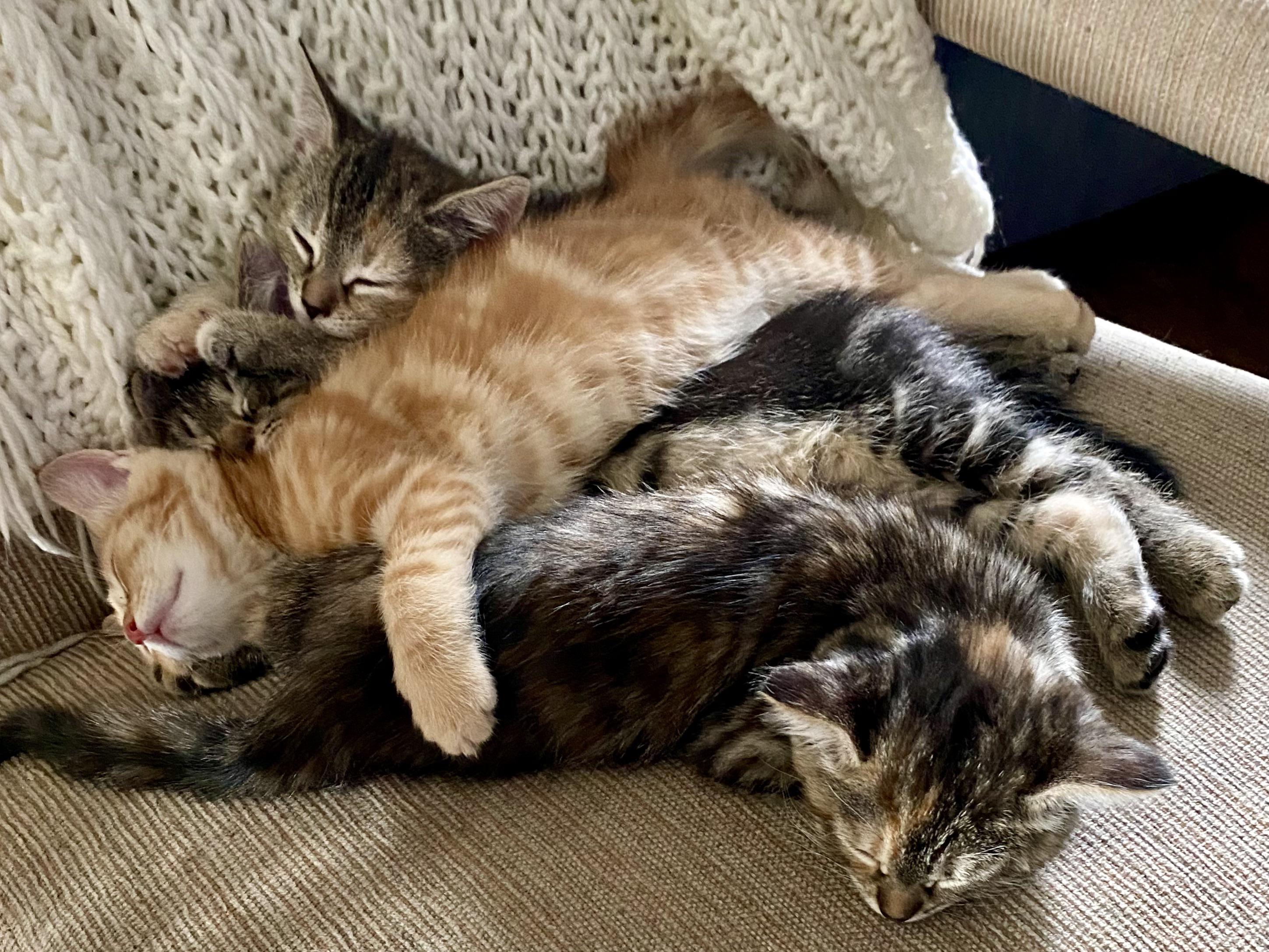 „Wie nennt man einen Haufen Kätzchen? … EIN MEOWntain!“ – unsere 11-jährige (die davon überzeugt ist, dass sie in einem früheren Leben eine Katze war) 😻