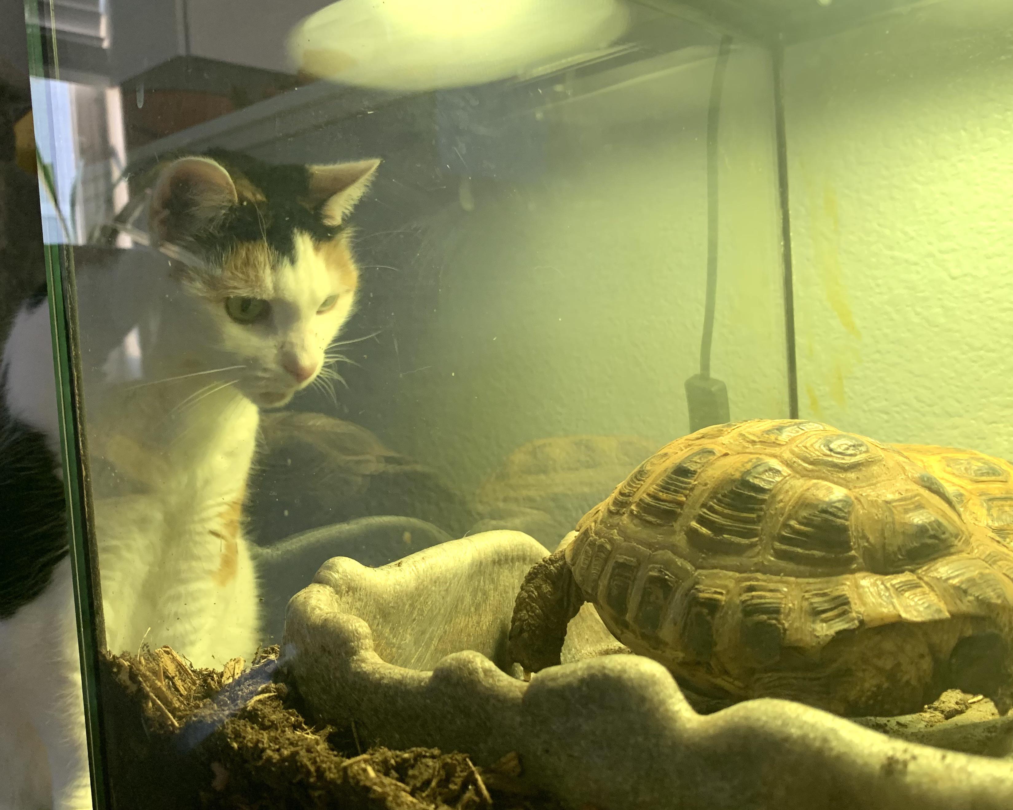 „Was zum Teufel ist das für ein Ding?“ Mit Glorificus der Katze und Svetlana der Schildkröte.