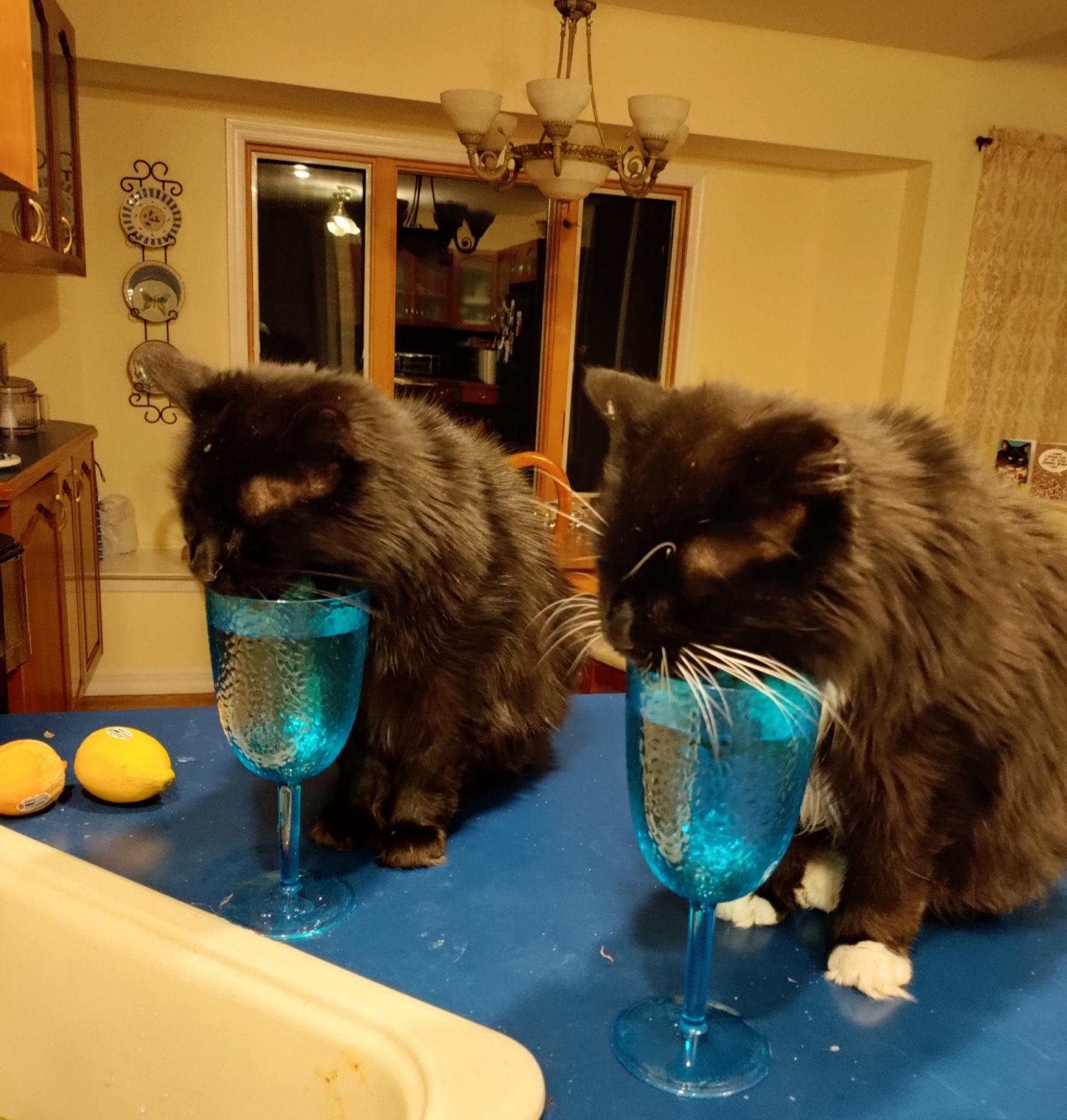 Whiskey und Kramer, Brüder 19, fast 20, lassen sich ein wenig mit Wasser aus dem Glas verwöhnen.