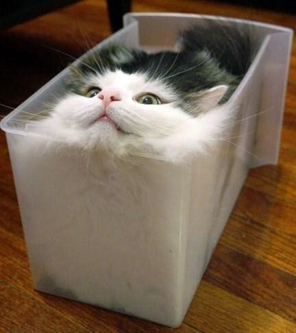 du siehst hooman im liquid ^_^